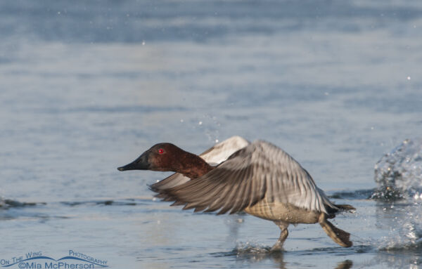 Canvasback drake running across the water – On The Wing Photography