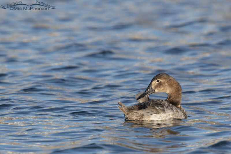 Preening hen Canvasback – On The Wing Photography