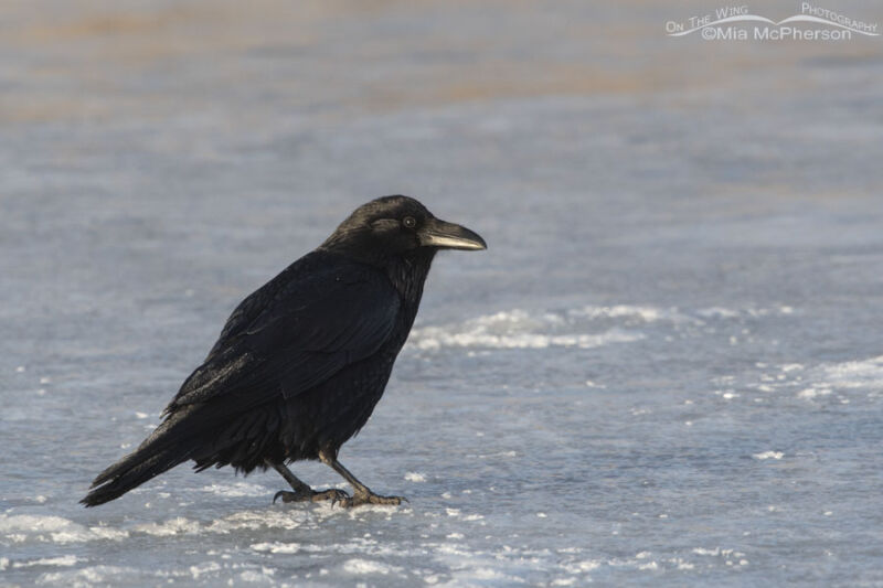 Common Raven Images – Mia McPherson's On The Wing Photography