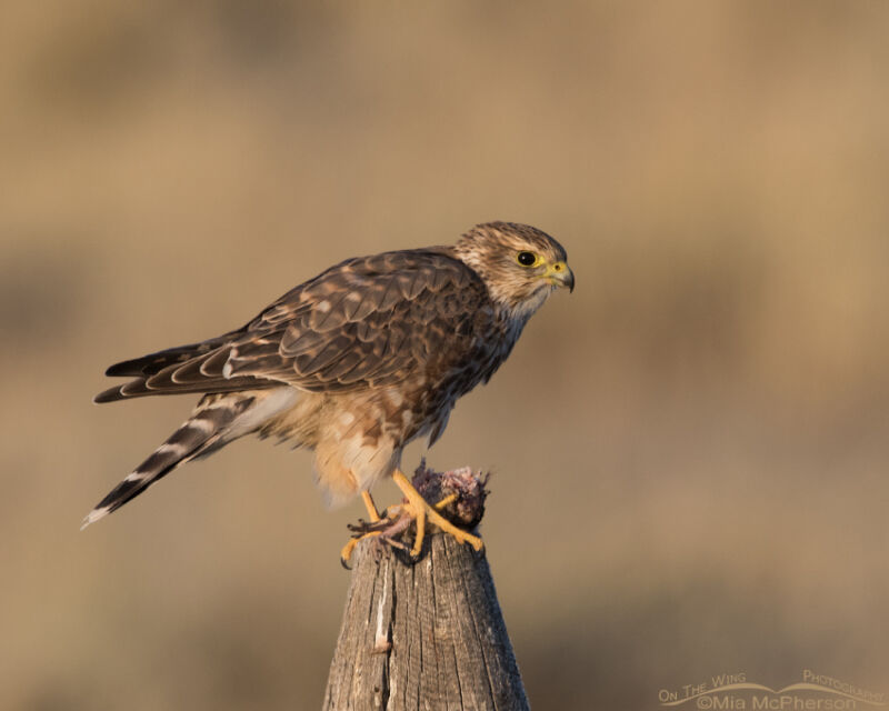 Merlin with prey in golden light – On The Wing Photography