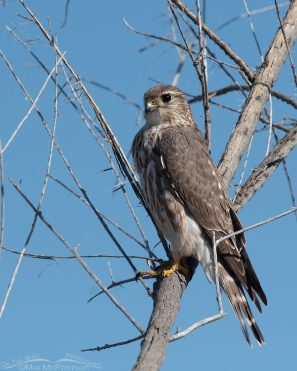 Merlin perched next to the Bear River – Mia McPherson's On The Wing ...