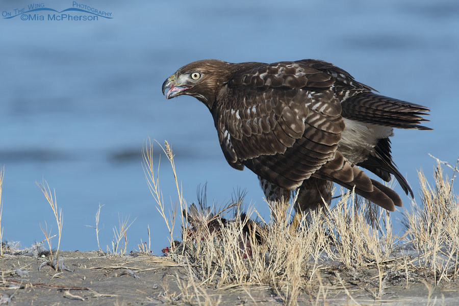 Immature Red-tailed Hawk eating prey on the Bear River, Bear River Migratory Bird Refuge, Box Elder County, Utah