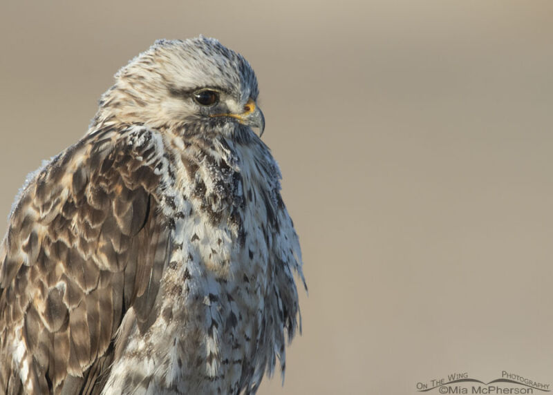 January Rough Legged Hawk Close Up On The Wing Photography