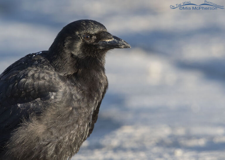 Winter American Crow Portraits - Mia McPherson's On The Wing Photography