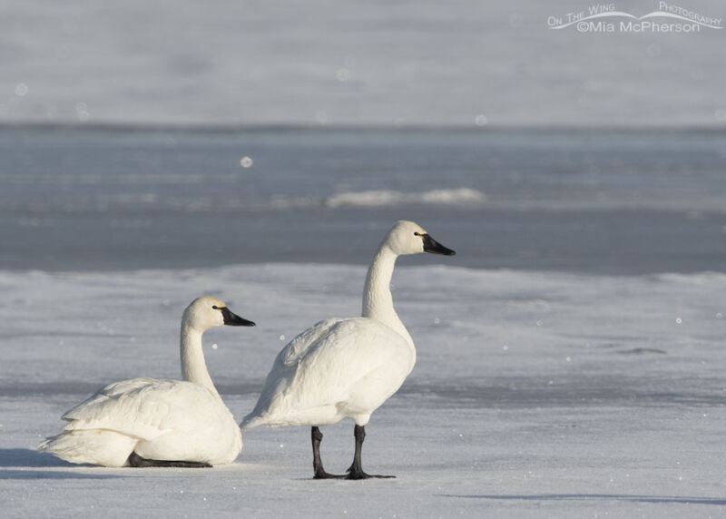 Alert Tundra Swan pair – On The Wing Photography