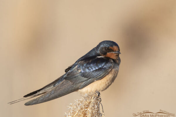 Spring Barn Swallow adult in wetlands – On The Wing Photography