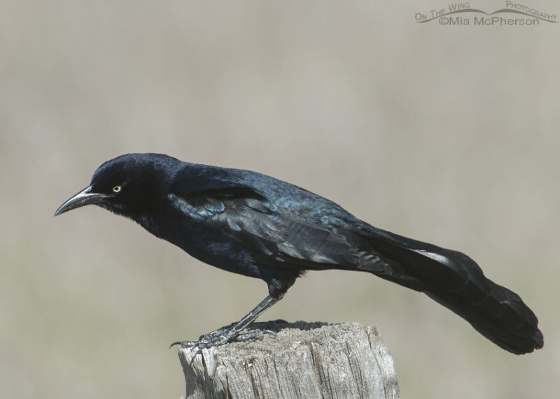 Five O’clock Great-tailed Grackle Cacophony - Mia McPherson's On The ...