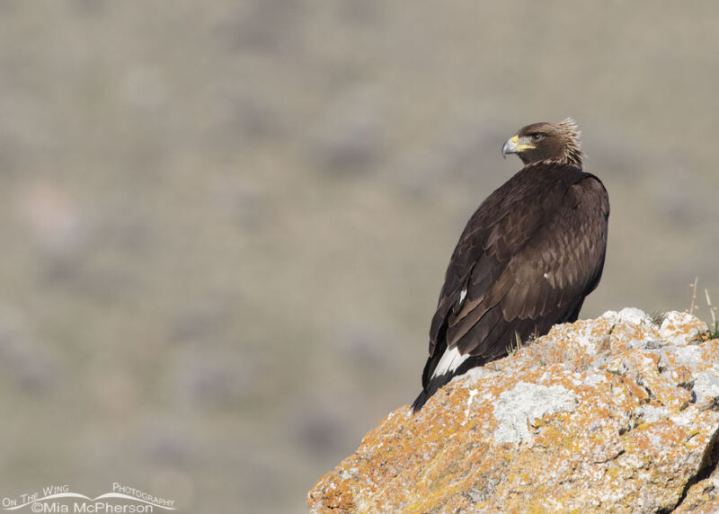 Immature Golden Eagle In A Breeze Mia McPherson S On The Wing Photography