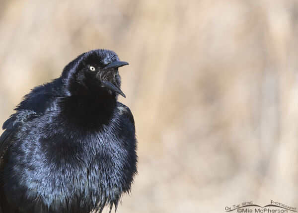 Male Great-tailed Grackle calling portrait – Mia McPherson's On The ...