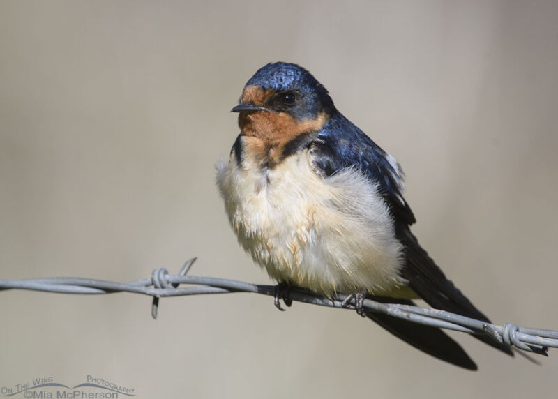 Female And Male Barn Swallow Photos - Mia McPherson's On The Wing ...