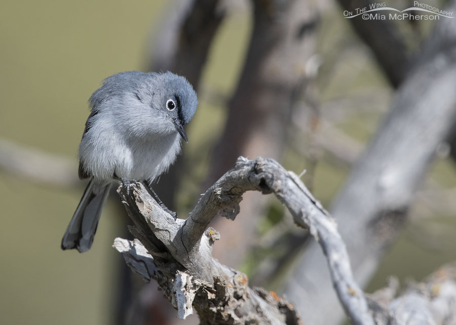 Wildlife Watching Wednesday: The Miniature Blue-Gray Gnatcatcher — Global  Outdoors Blog