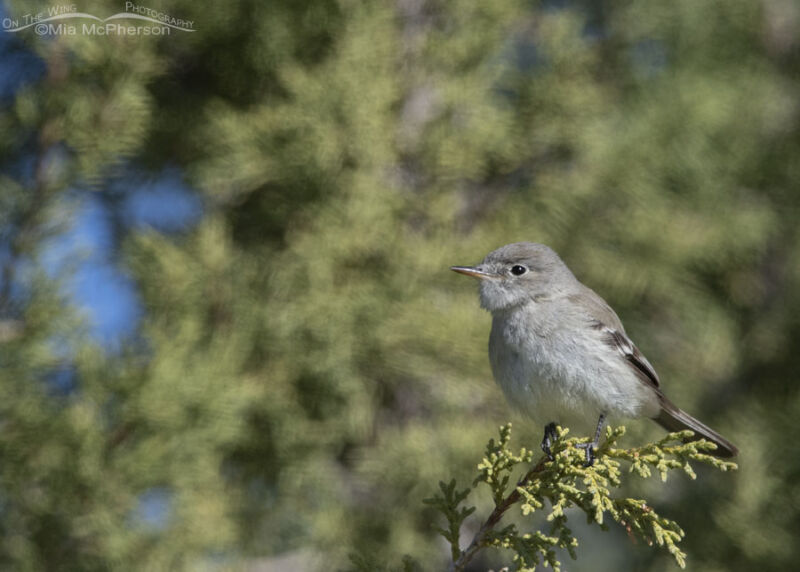 Adult Gray Flycatcher in spring – Mia McPherson's On The Wing Photography