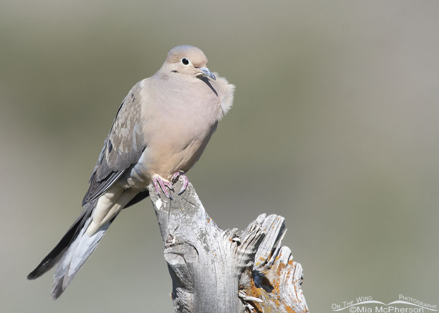Mourning Dove In A Light Breeze On The Wing Photography