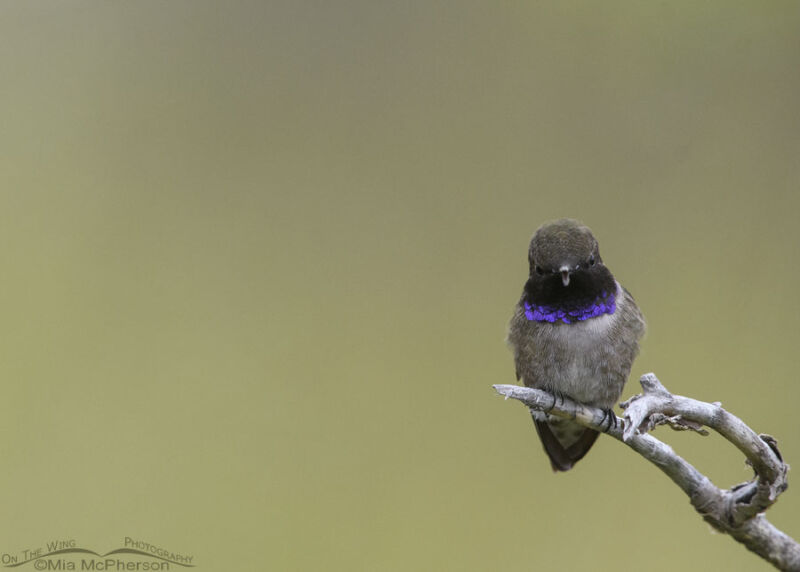 Head on male Black-chinned Hummingbird – On The Wing Photography