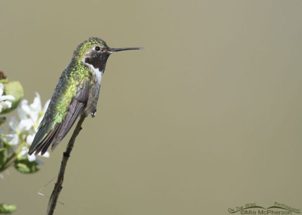 Resting adult male Broad-tailed Hummingbird in spring – Mia McPherson's ...