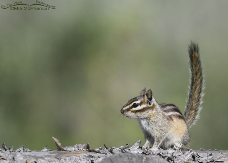 Least Chipmunk On An Old Fence Rail Mia McPherson S On The Wing Photography