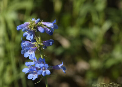 Blooming Beardtongue – Mia McPherson's On The Wing Photography