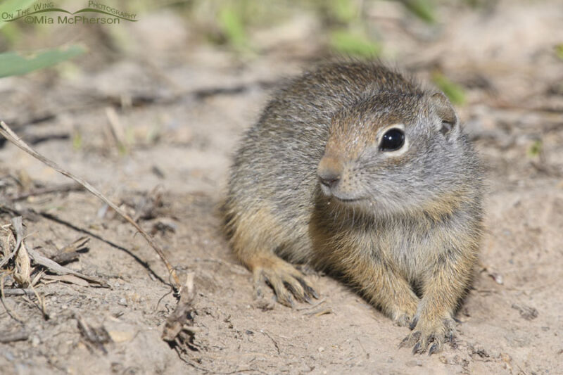 Cute baby Uinta Ground Squirrel in June – On The Wing Photography