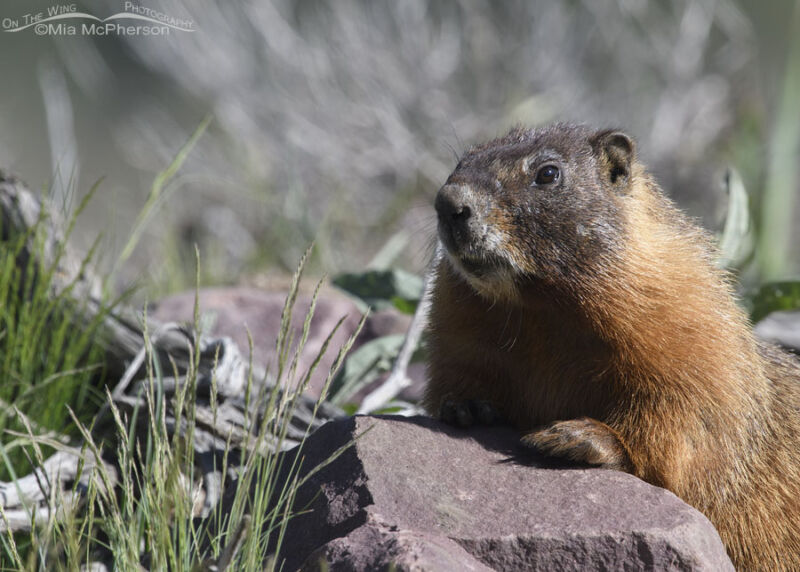 Yellow-bellied Marmot In The Uinta Mountains – Mia McPherson's On The ...