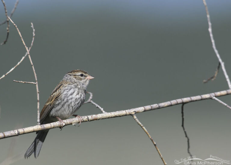 Immature Chipping Sparrow In The Mountains - Mia McPherson's On The ...