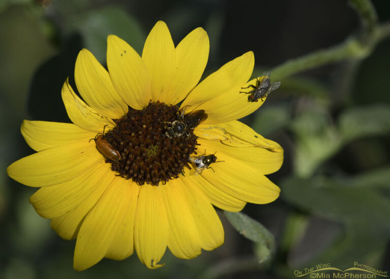 Common Sunflower Photos - Mia McPherson's On The Wing Photography