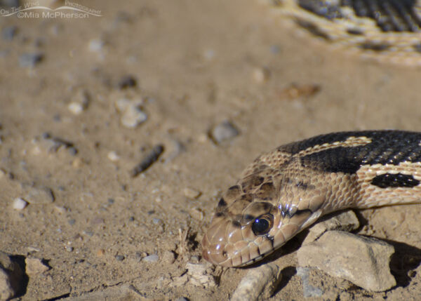 West Desert Great Basin Gopher Snake - Mia McPherson's On The Wing ...