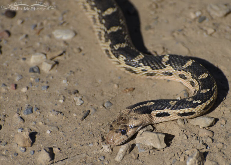 West Desert Great Basin Gopher Snake - Mia McPherson's On The Wing ...