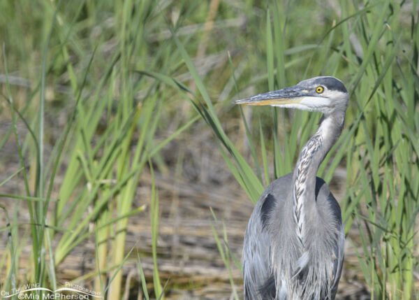 Great Blue Heron Portrait In A Marsh – Mia Mcpherson's On The Wing 