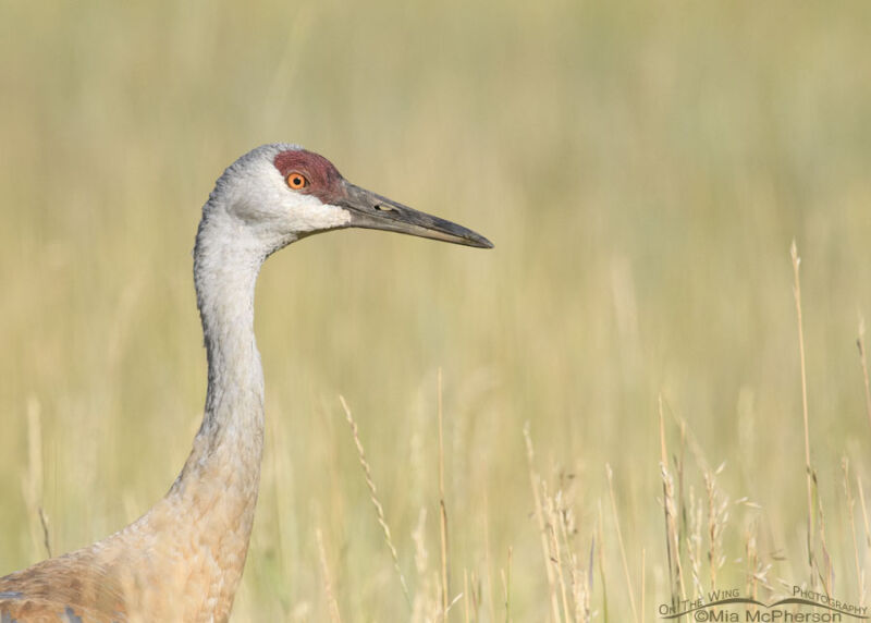 Sandhill Crane female portrait – On The Wing Photography