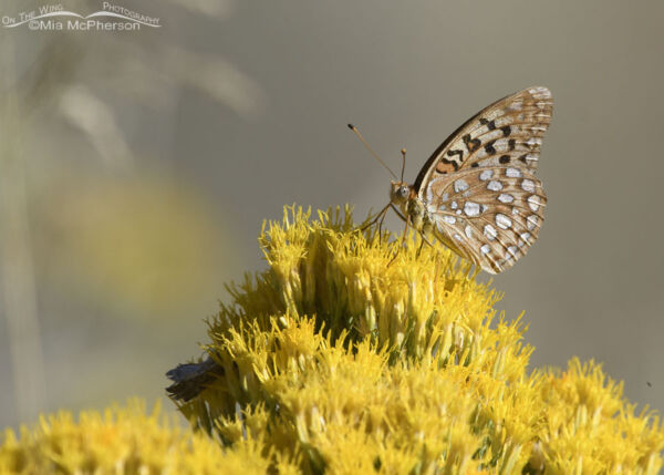 West Desert Mormon Fritillary Butterfly Mia McPherson S On The Wing Photography