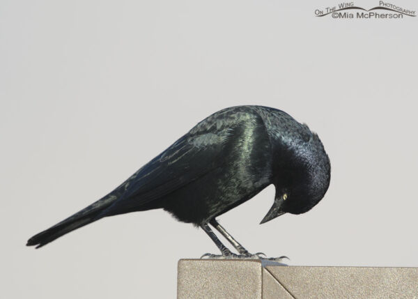 Adult Brewer’s Blackbird Male Checking Out His Feet On The Wing Photography