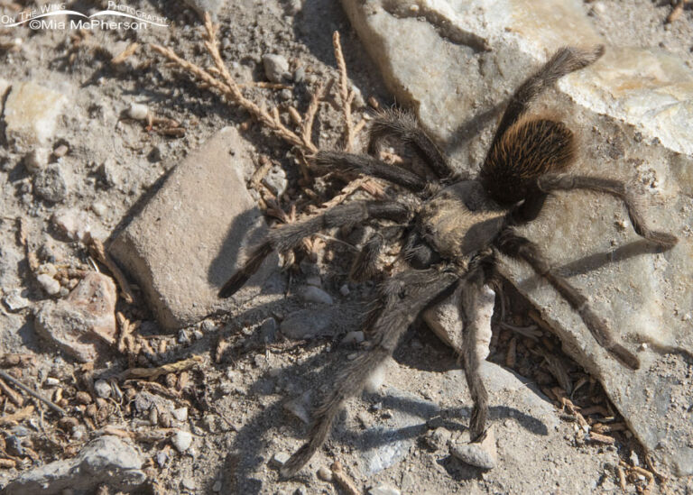 My First Desert Tarantula Sighting In Utah - Mia McPherson's On The ...