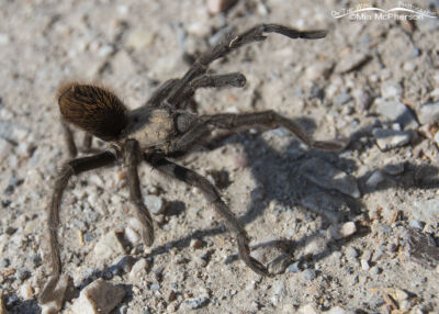 Desert Tarantula Images - On The Wing Photography