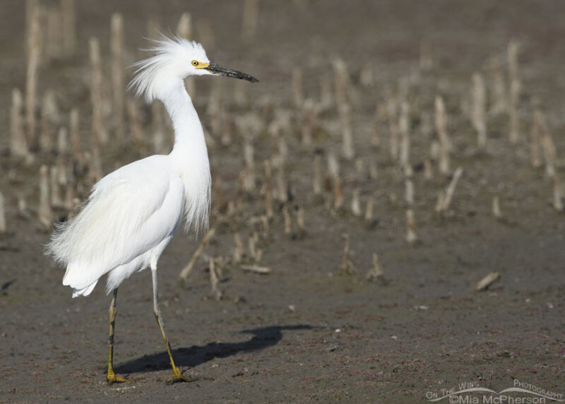 Strutting Adult Snowy Egret – On The Wing Photography