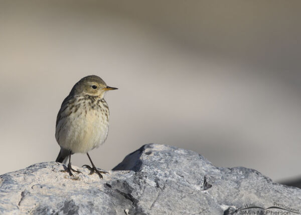 American Pipit On A Cold December Morning On The Wing Photography