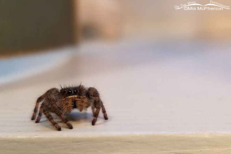 Female Bold Jumper Spider - Mia McPherson's On The Wing Photography