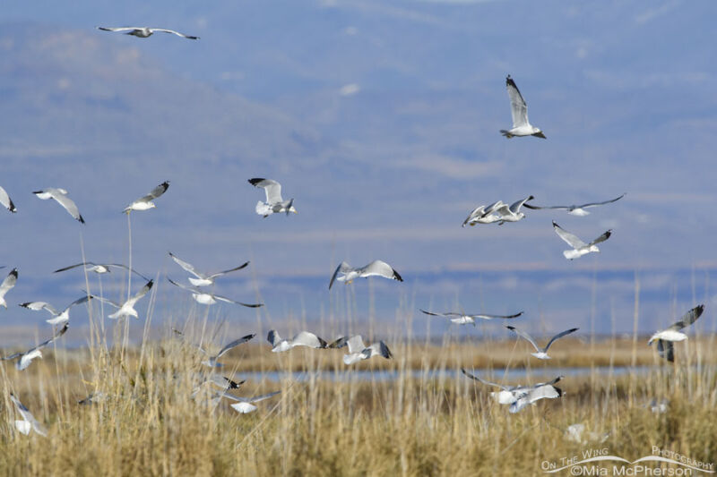 Ring-billed Gulls in a feeding frenzy – Mia McPherson's On The Wing ...