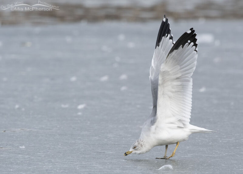 Stretching Ring-billed Gull on ice – Mia McPherson's On The Wing ...