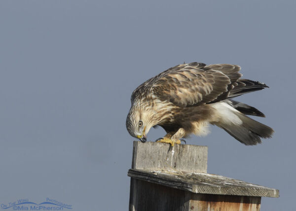 Immature Rough-legged Hawk, Staring Prey And Feaking - Mia McPherson's ...