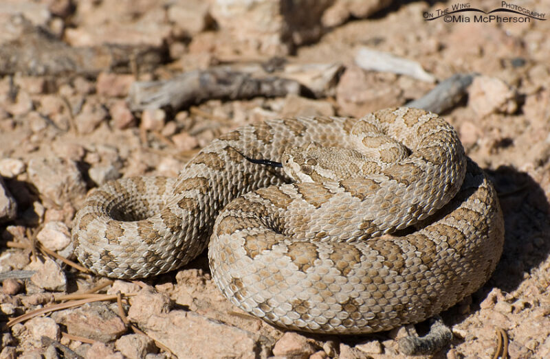 Midget Faded Rattlesnake – Mia McPherson's On The Wing Photography