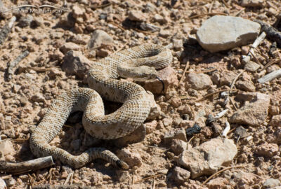 Midget Faded Rattlesnake Images - Mia McPherson's On The Wing Photography