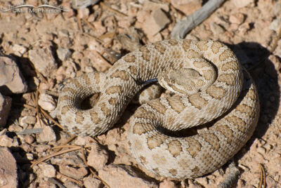 Midget Faded Rattlesnake Images - Mia Mcpherson's On The Wing Photography