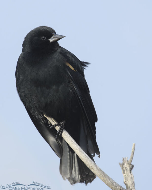 Male Red Winged Blackbird Up Close Mia Mcpherson S On The Wing Photography