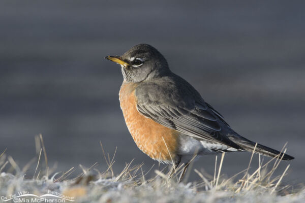 Frosty American Robin Photos Mia Mcphersons On The Wing Photography