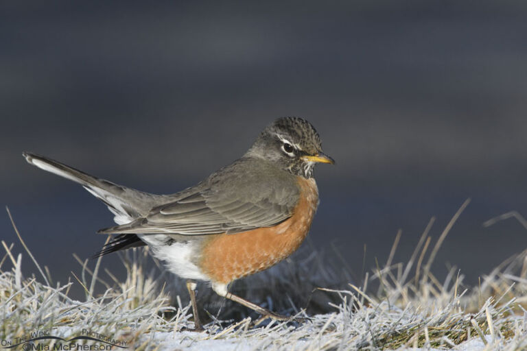 Frosty American Robin Photos Mia Mcphersons On The Wing Photography