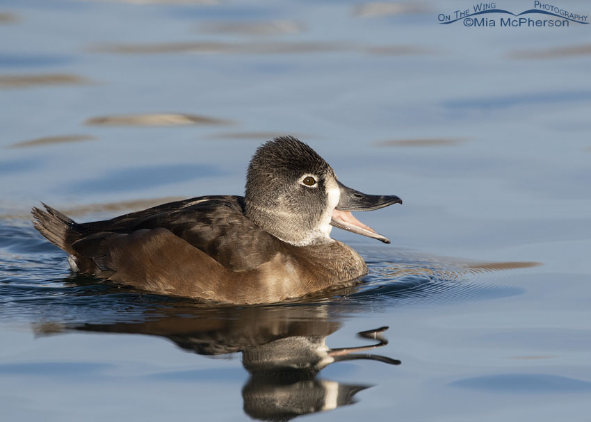 ring necked duck