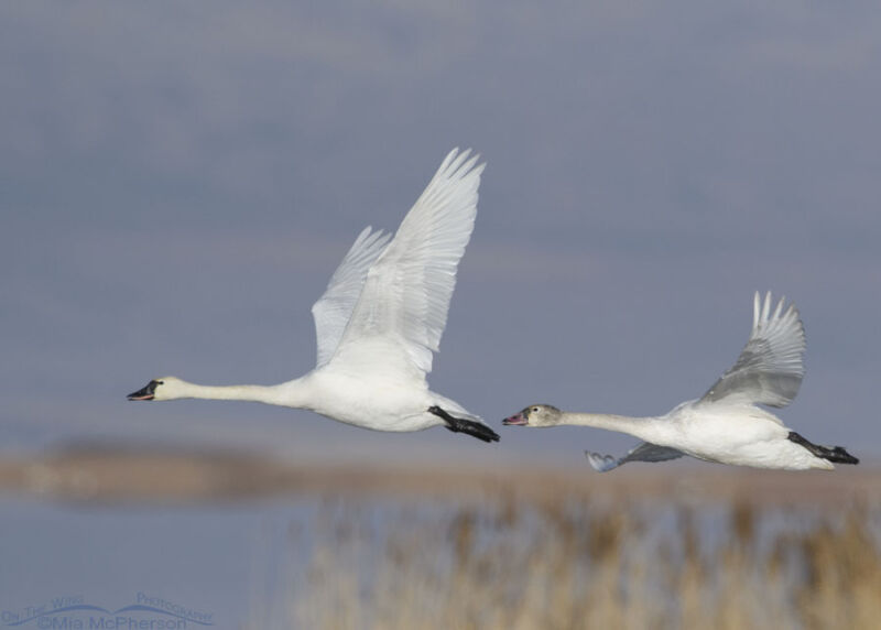 Tundra Swans – Mia McPherson's On The Wing Photography