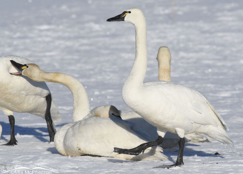 Tundra Swan walking while another swan nips another – Mia McPherson's ...