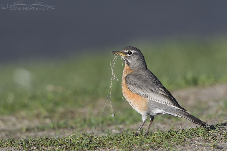 Fishing Line Is A Dangerous Nesting Material - Mia McPherson's On The Wing  Photography