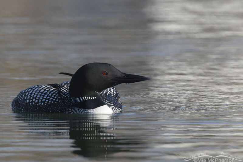 Adult Common Loon On Still Water Mia Mcphersons On The Wing Photography 5221